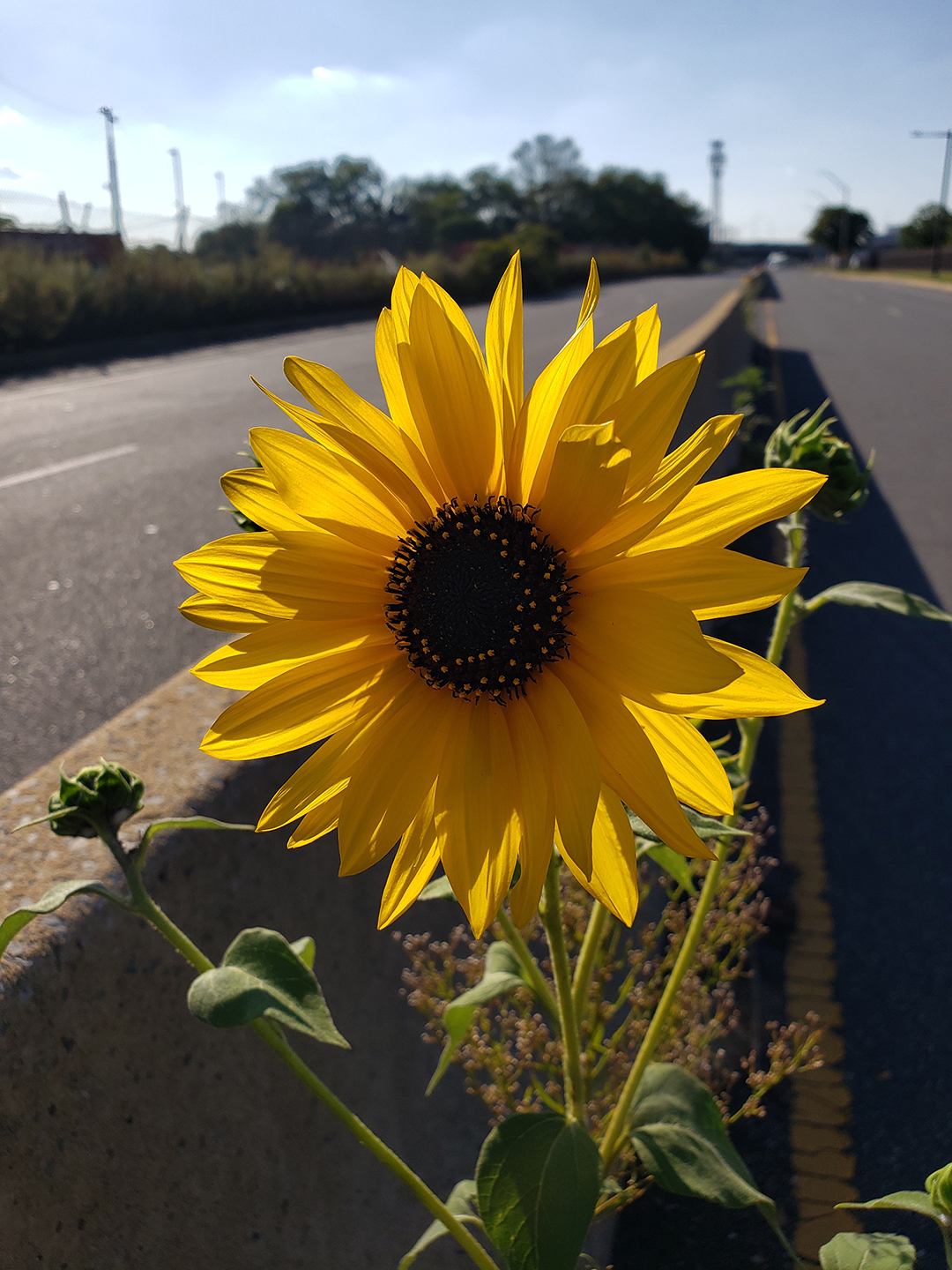 Sunflowers growing out of Columbus Boulevard