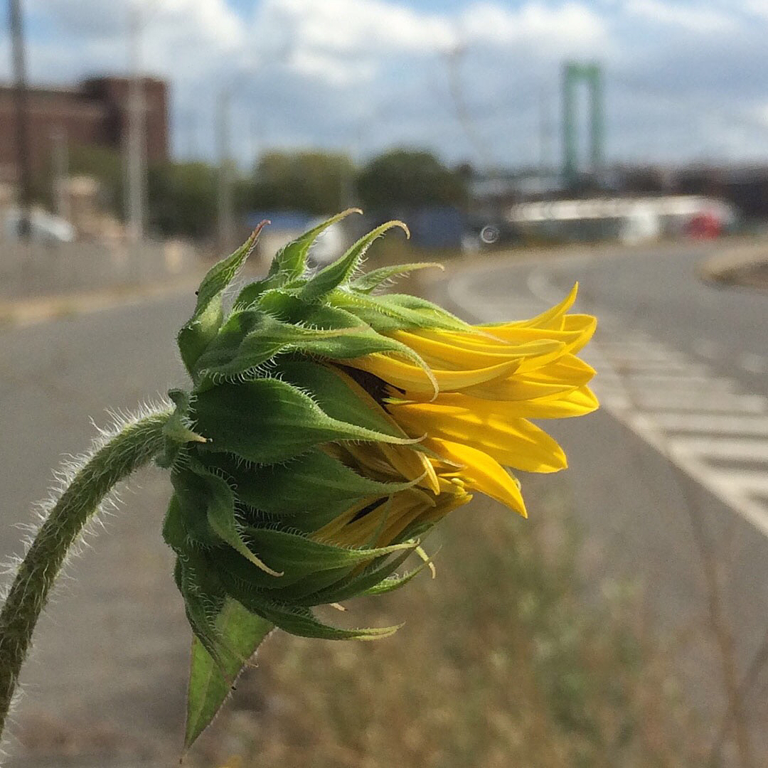 Sunflowers growing out of Columbus Boulevard