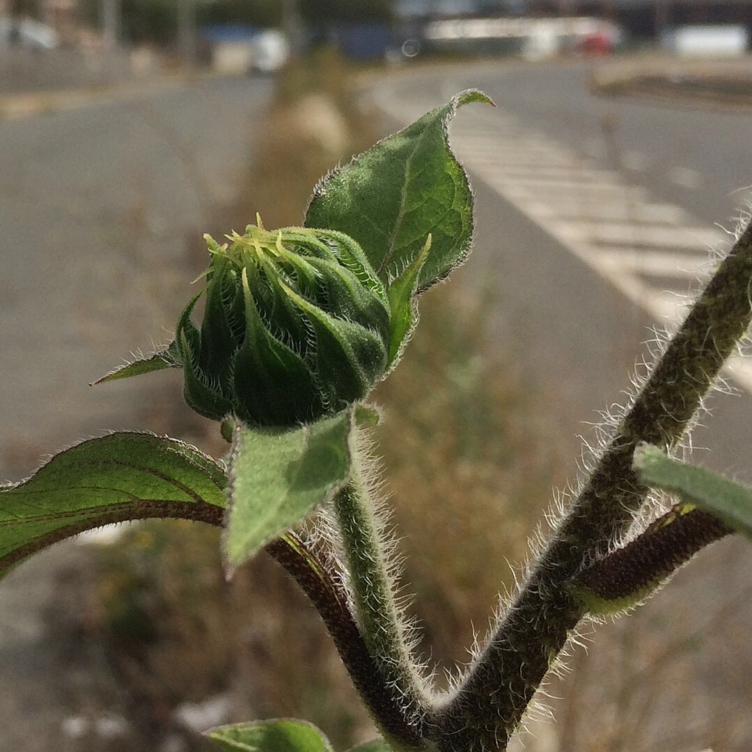 Sunflowers growing out of Columbus Boulevard