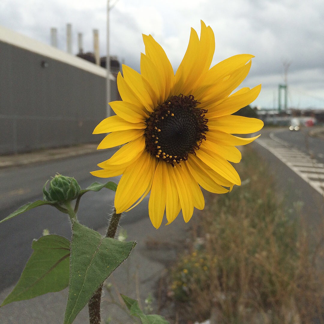 Sunflowers growing out of Columbus Boulevard