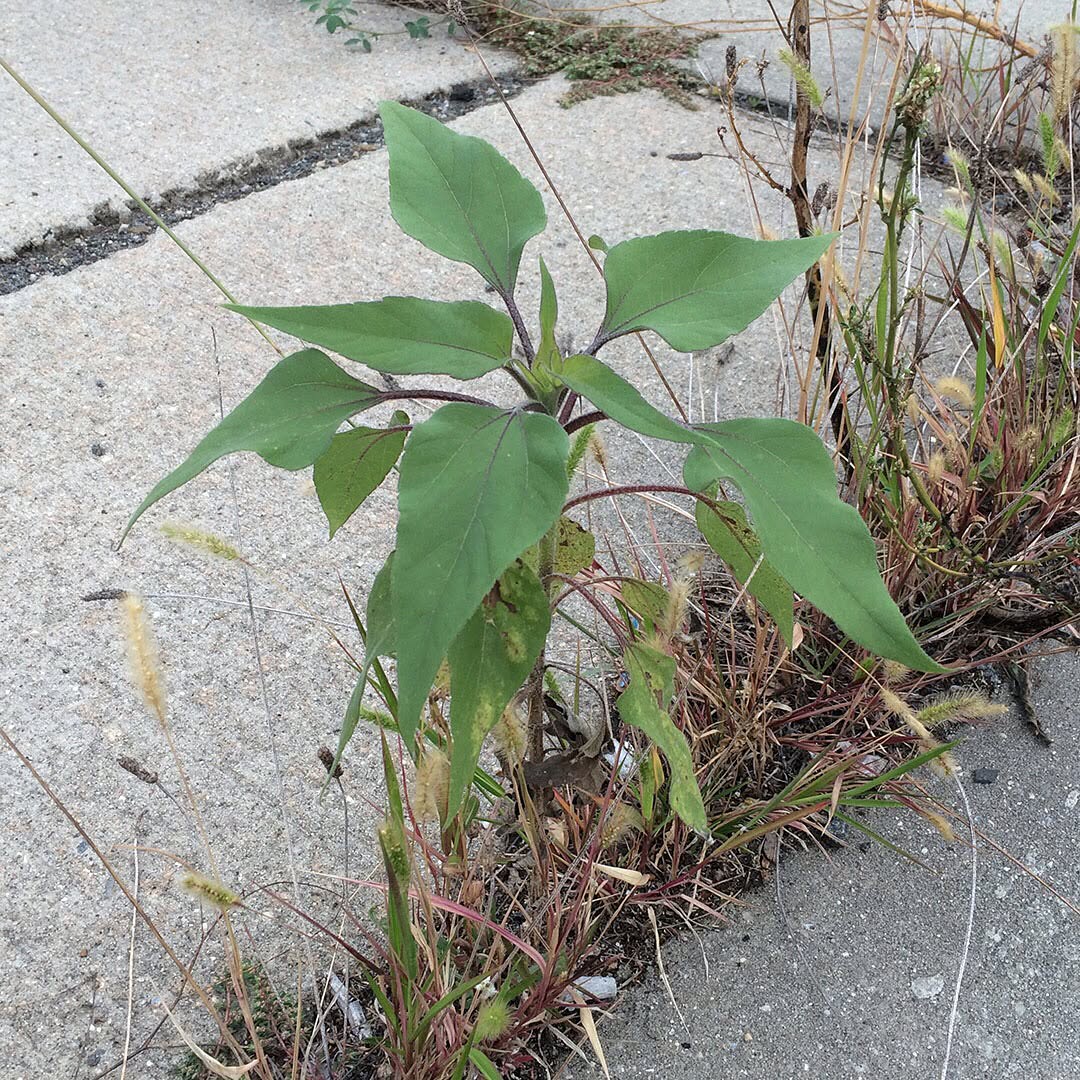 Sunflowers growing out of Columbus Boulevard