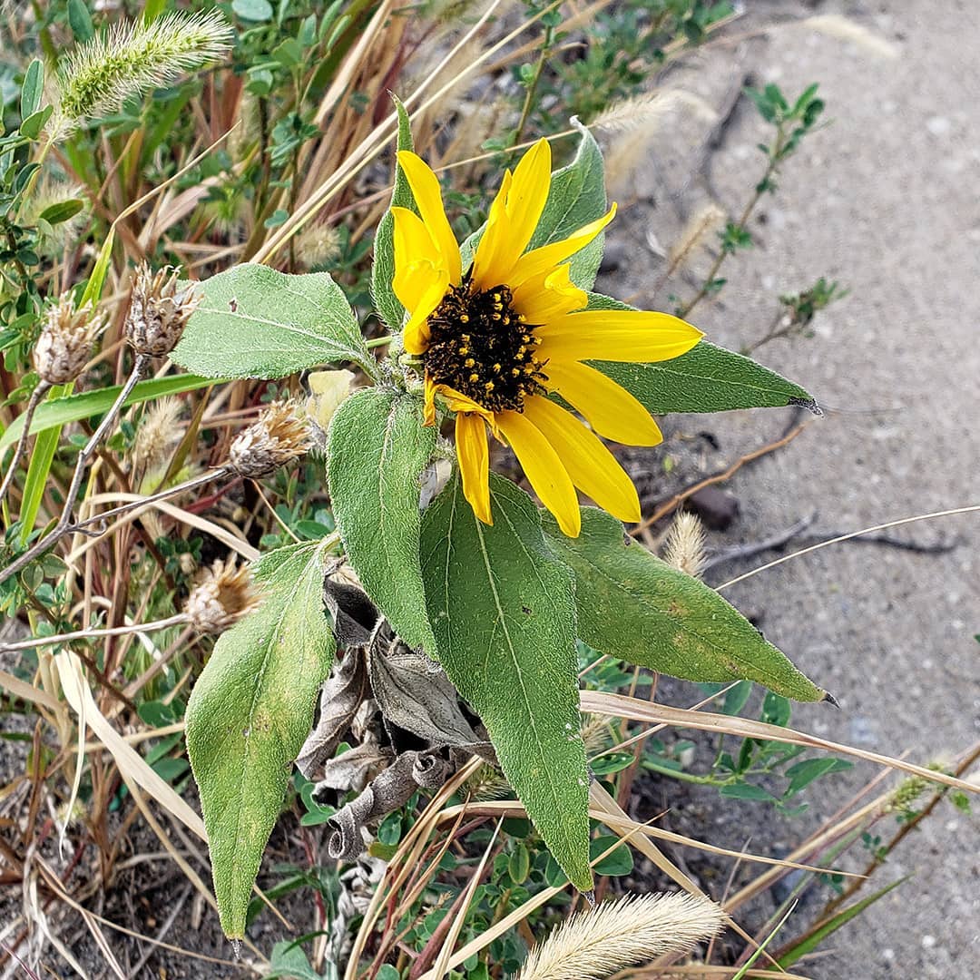 Sunflowers growing out of the sidewalk of Columbus Boulevard