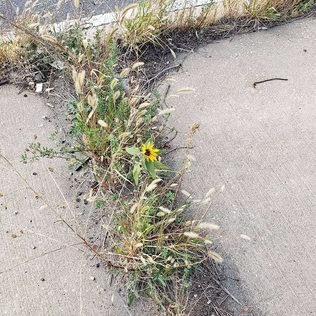 Sunflowers growing out of the sidewalk of Columbus Boulevard