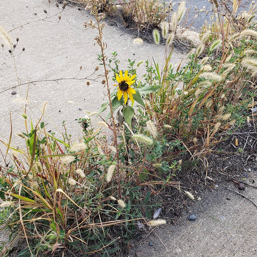 Sunflowers growing out of the sidewalk of Columbus Boulevard