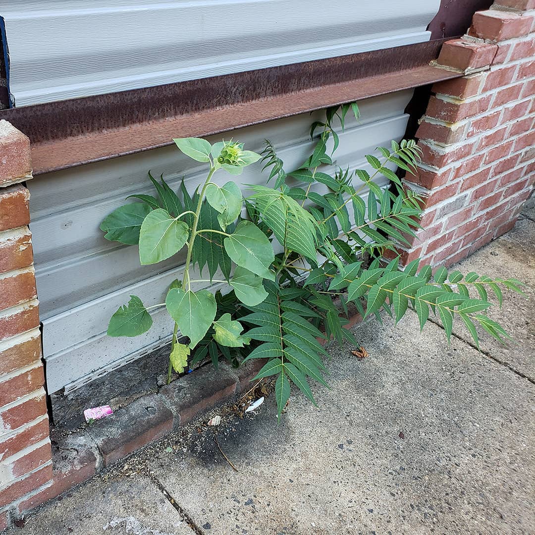 Sunflowers growing out of a House in Whitman