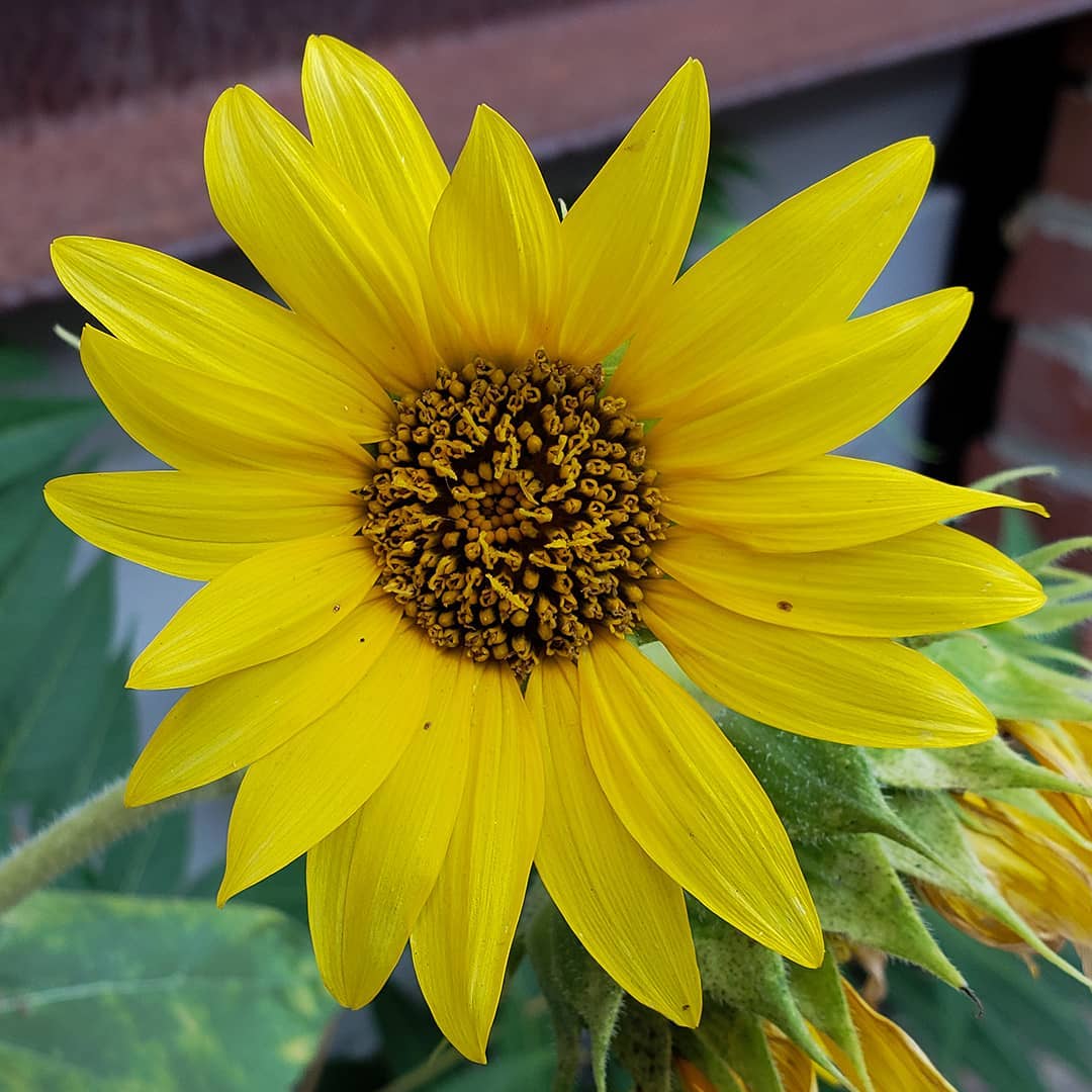 Sunflowers growing out of a House in Whitman