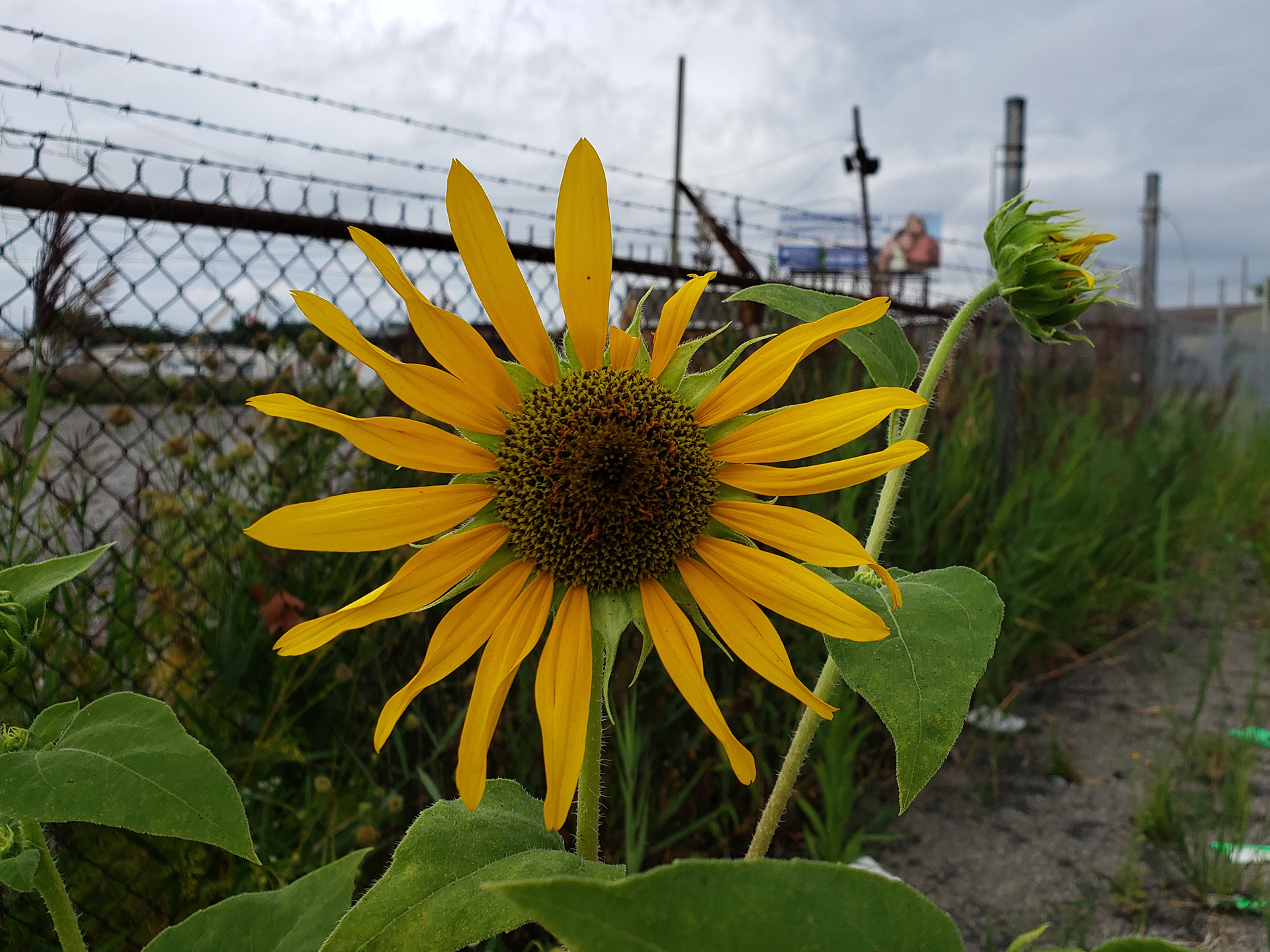 Sunflowers growing out of the sidewalk of Vare