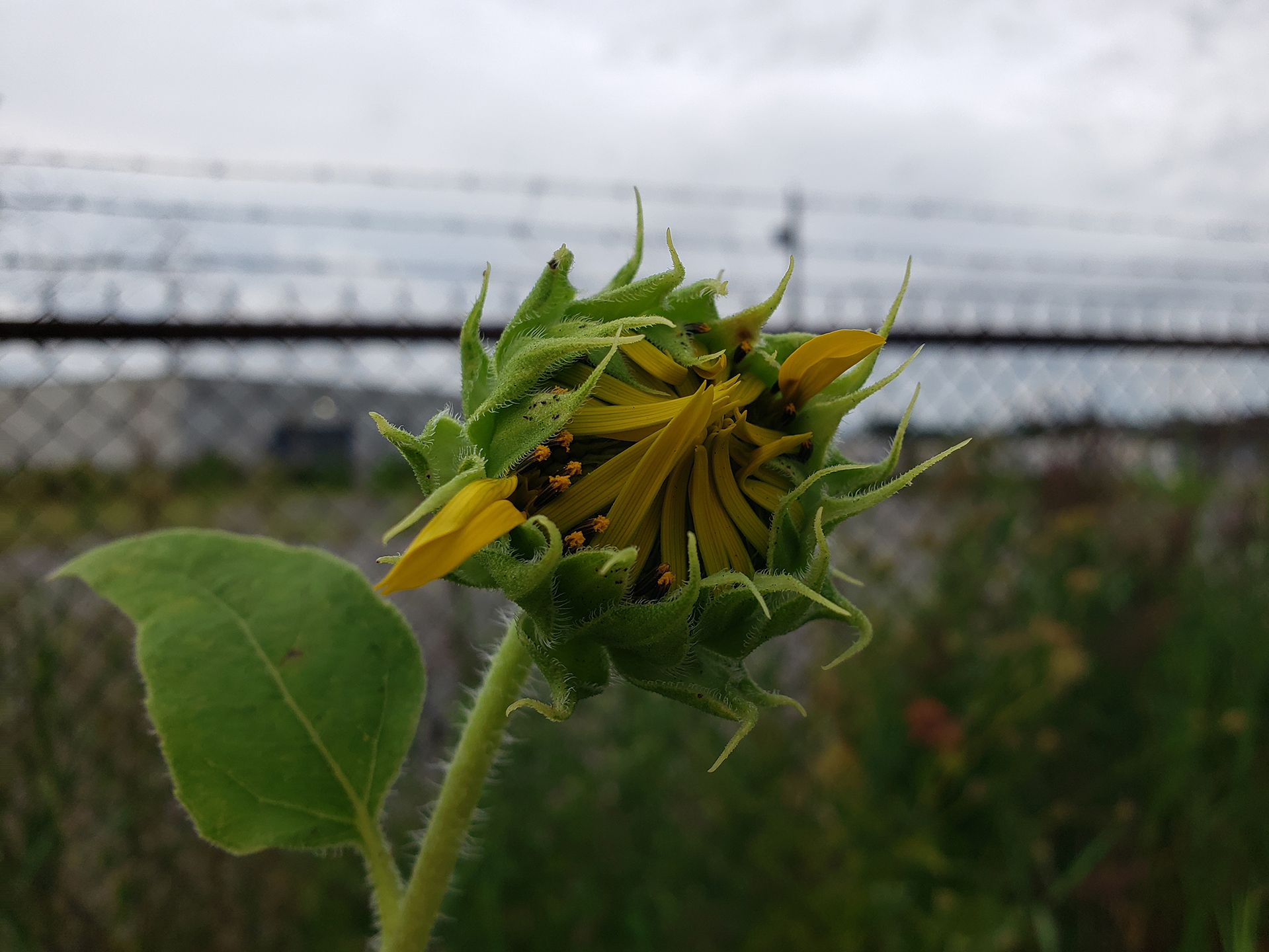 Sunflowers growing out of the sidewalk of Vare