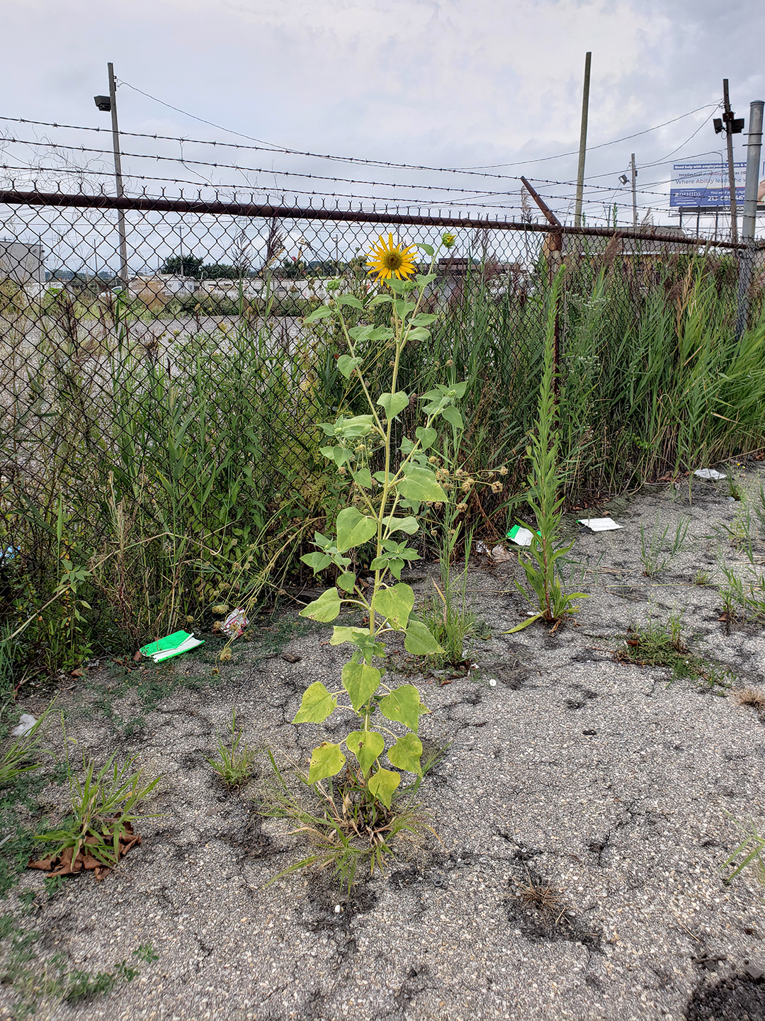 Sunflowers growing out of the sidewalk of Vare
