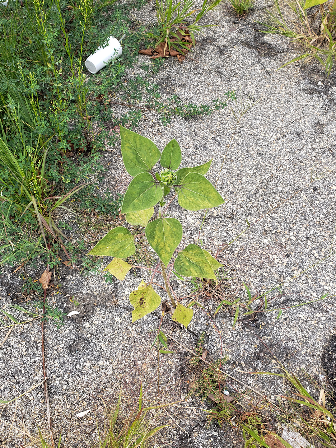 Sunflowers growing out of the sidewalk of Vare