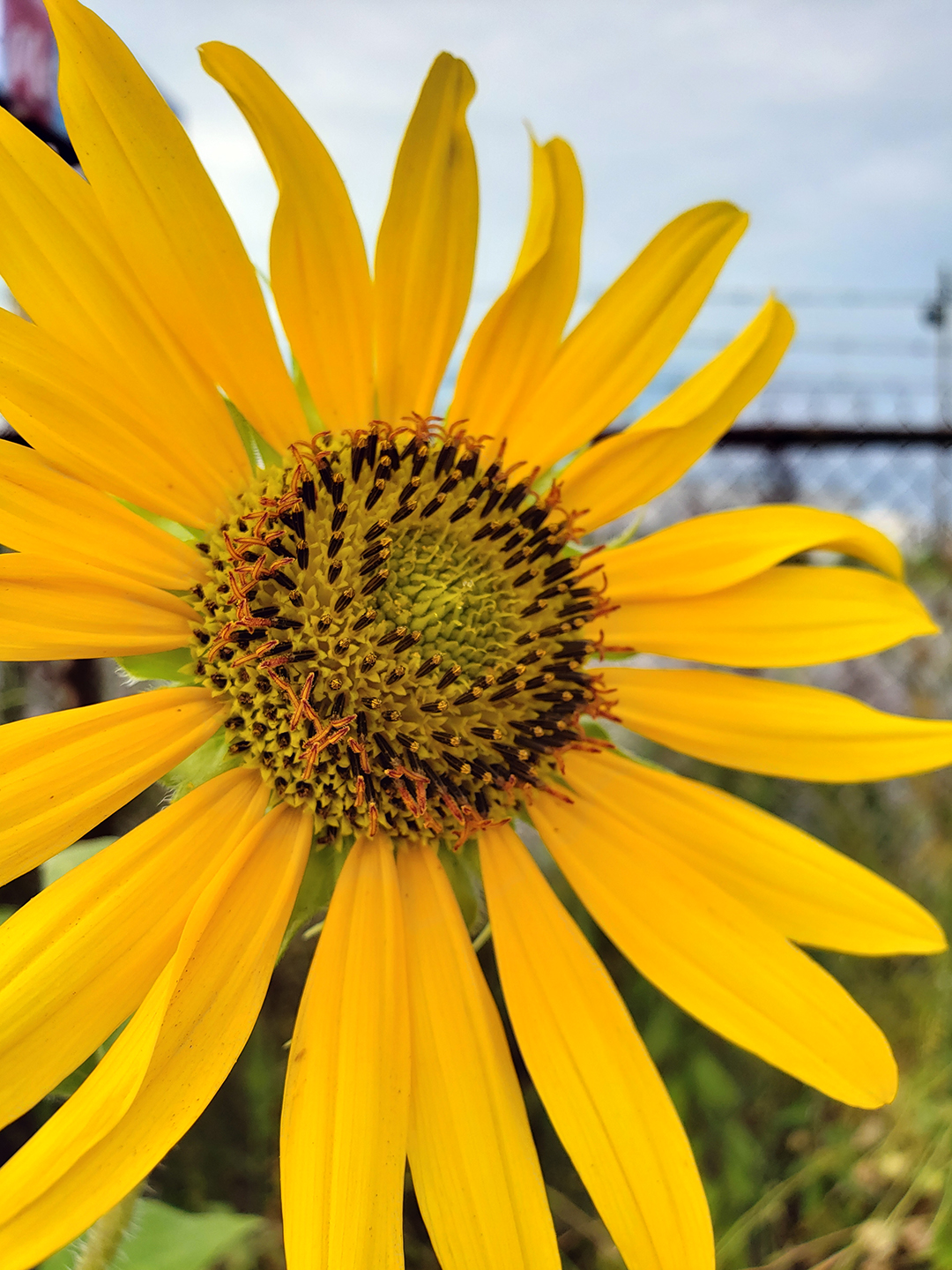Sunflowers growing out of the sidewalk of Vare