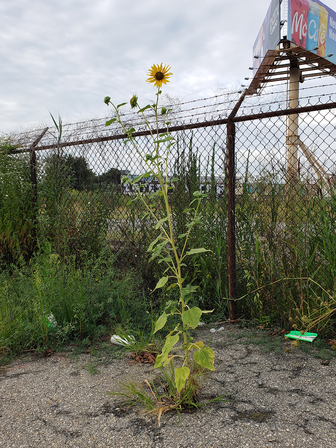 Sunflowers growing out of the sidewalk of Vare