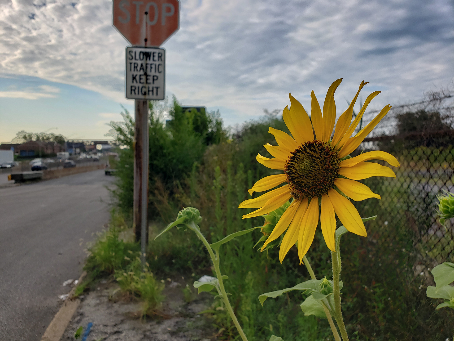 Sunflowers growing out of the sidewalk of Vare