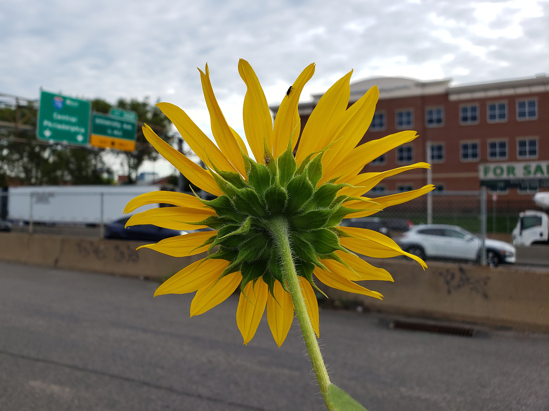 Sunflowers growing out of the sidewalk of Vare