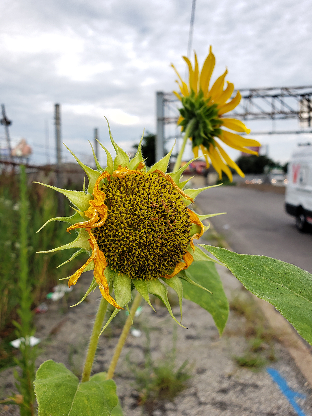 Sunflowers growing out of the sidewalk of Vare