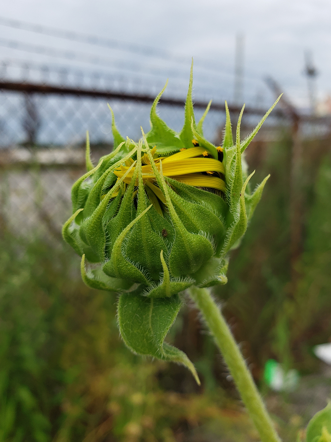Sunflowers growing out of the sidewalk of Vare