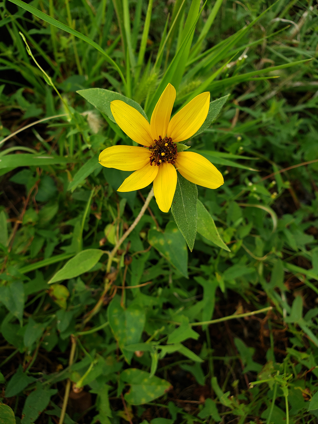Sunflowers growing out of the sidewalk of Vare
