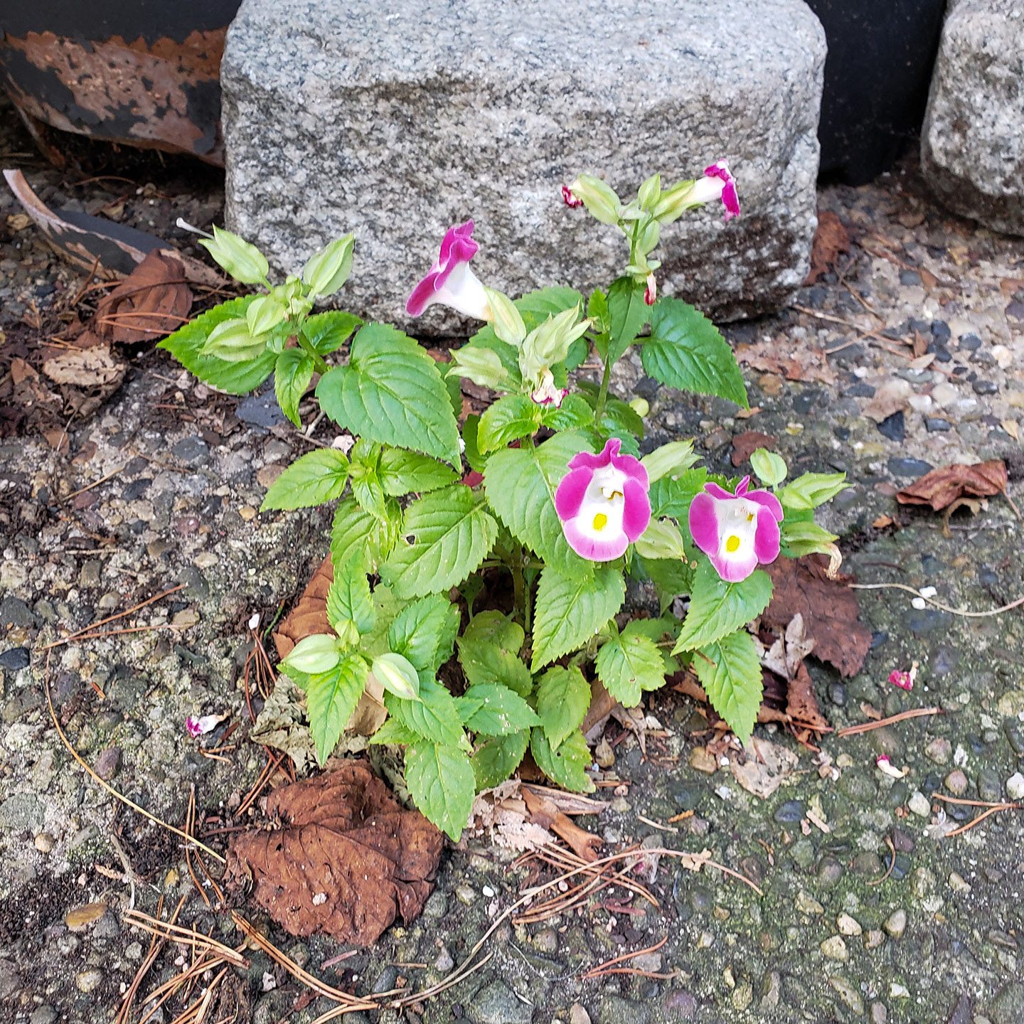 A Wishbone Flower growing out of a sidewalk