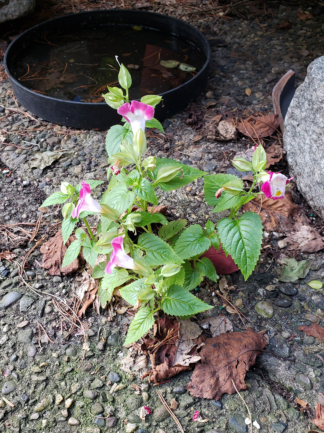 A Wishbone Flower growing out of a sidewalk