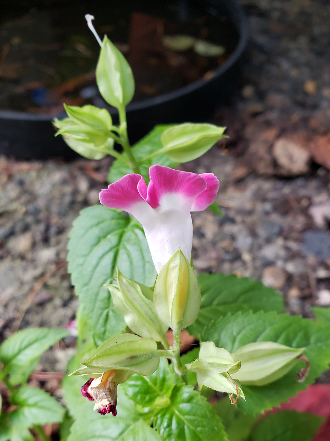 A Wishbone Flower growing out of a sidewalk