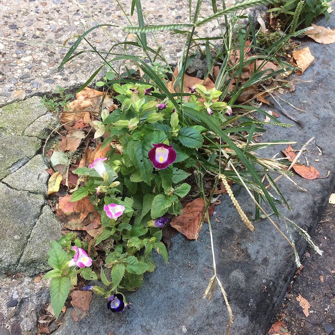 A Wishbone Flower growing out of a sidewalk