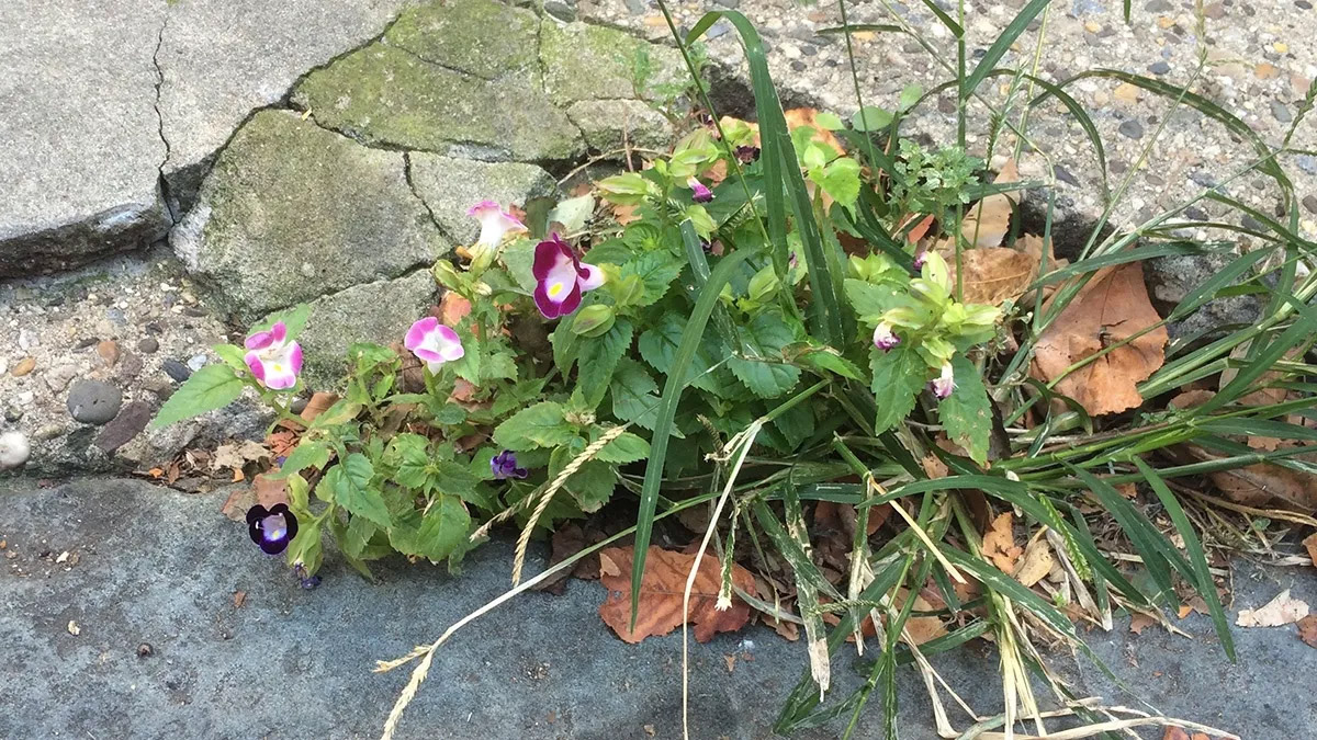 A Wishbone Flower growing out of a sidewalk
