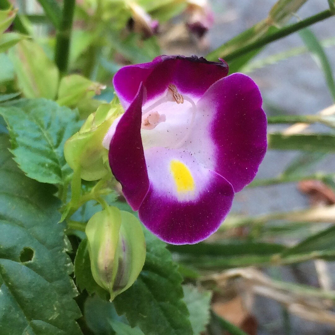 A Wishbone Flower growing out of a sidewalk