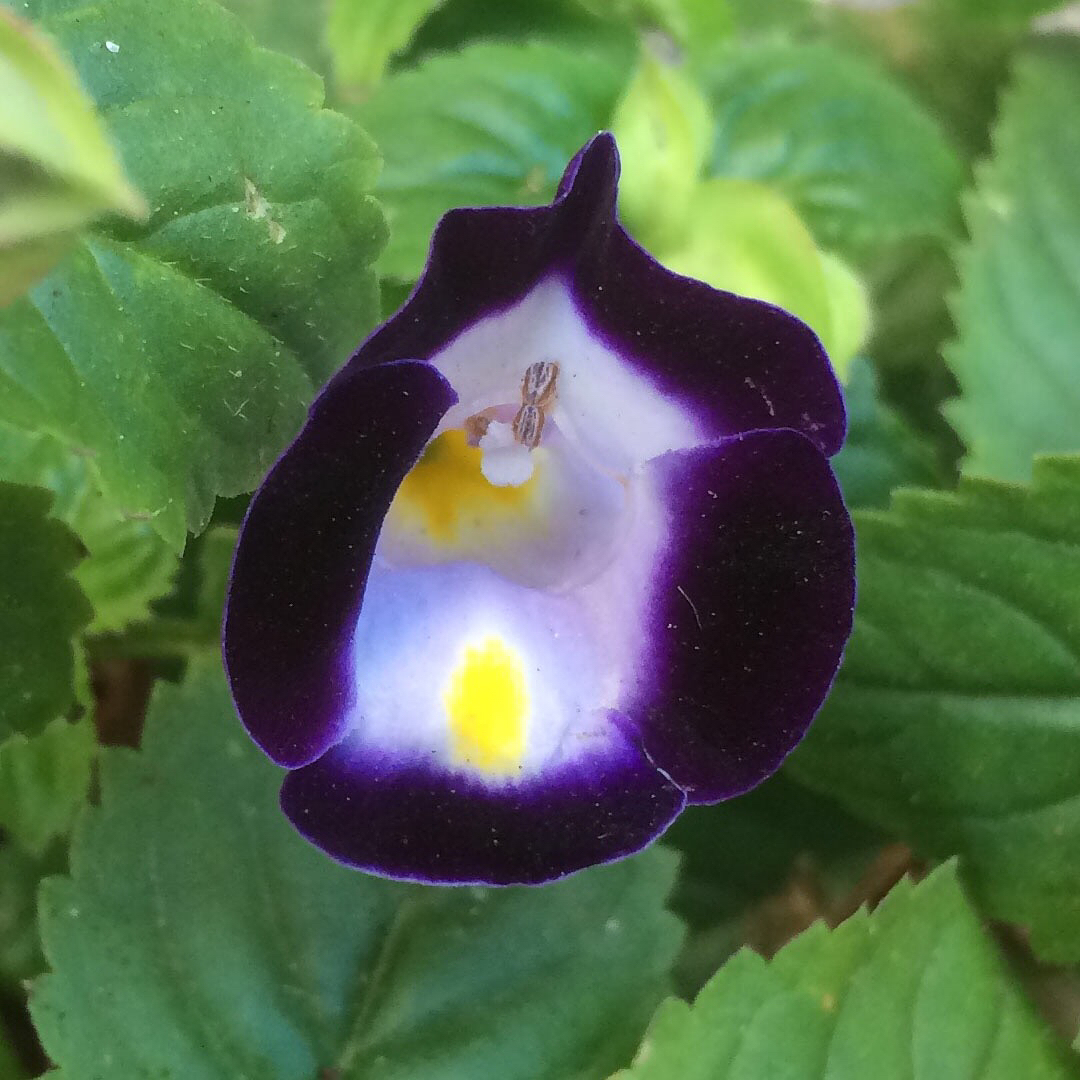 A Wishbone Flower growing out of a sidewalk