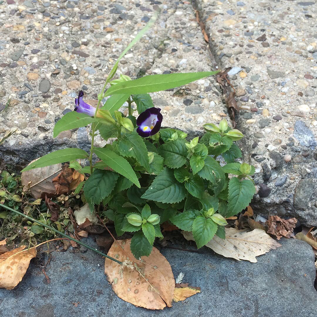 A Wishbone Flower growing out of a sidewalk